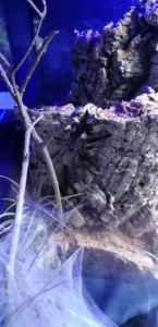 2 wunderschöne Monocentropus balfouri Vogelspinnen