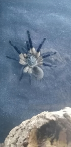 Monocentropus balfouri 2024