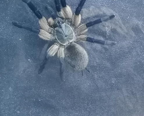 Monocentropus balfouri 2024