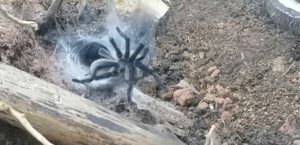 Monocentropus balfouri 2024
