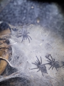 Monocentropus balfouri Vogelspinnen 2020-01