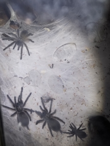 Blaue Jemen Vogelspinnen Nachwuchs