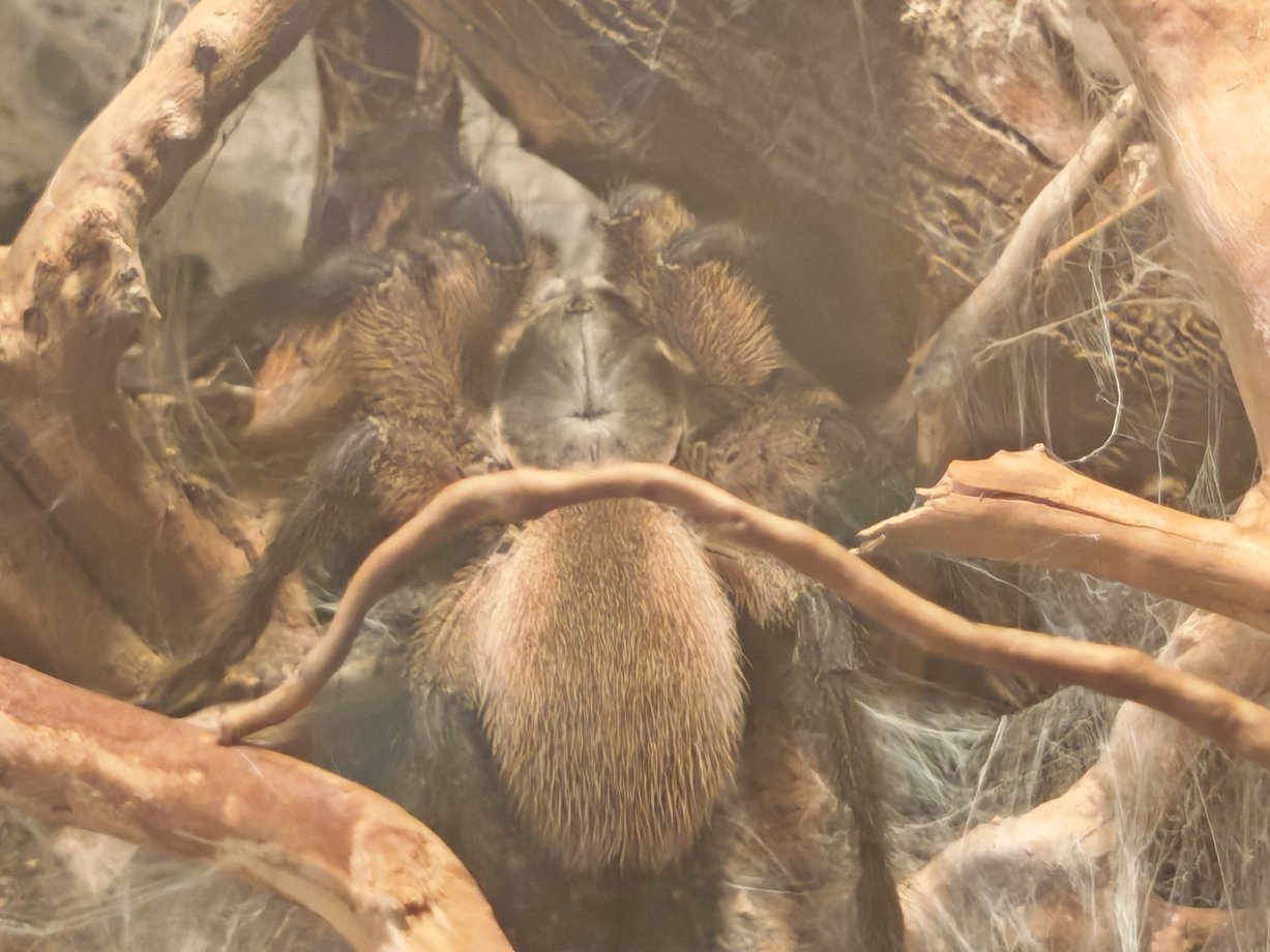 monocentropus balfouri frisch adultes weibchen