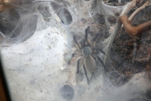 monocentropus-balfouri