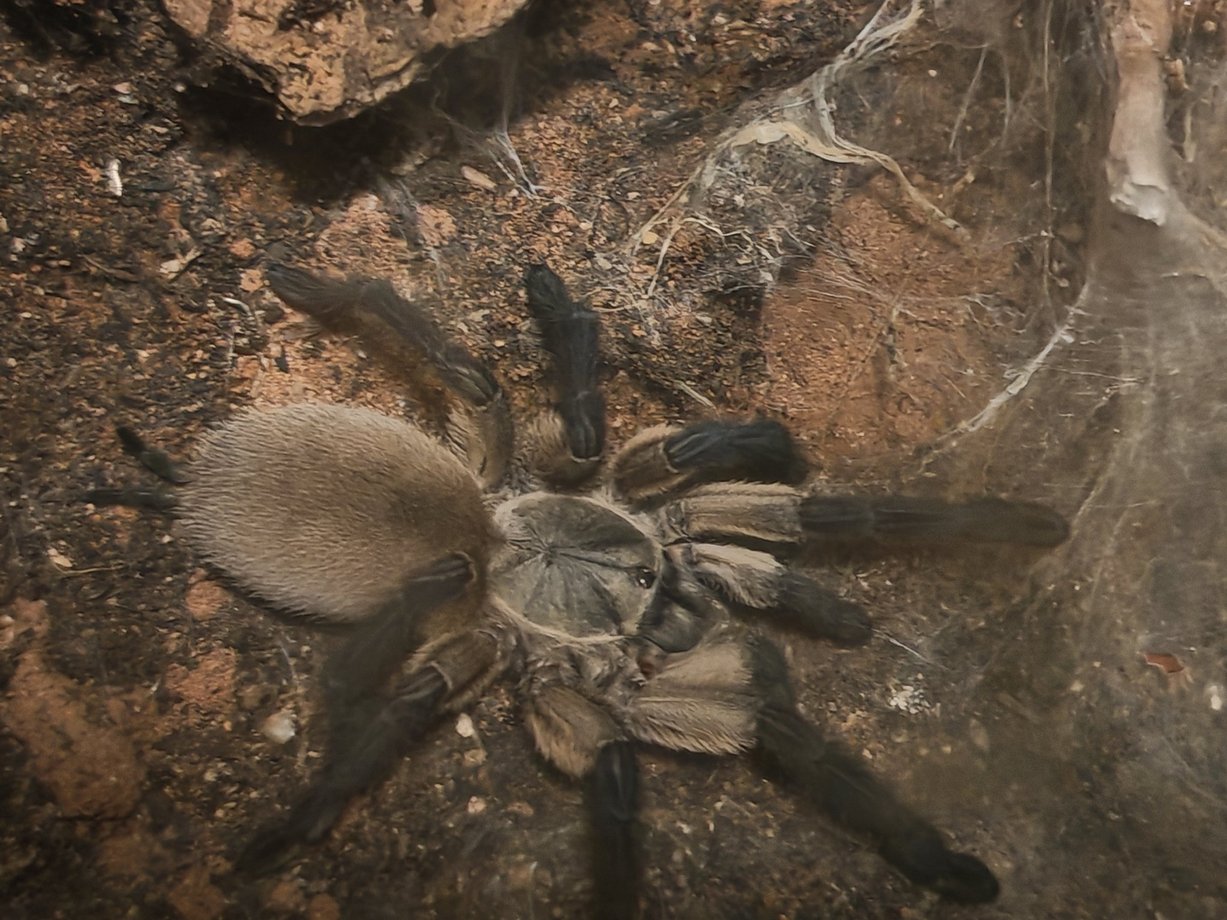 monocentropus balfouri