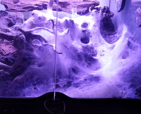 Balfouri Terrarium nach wenigen Monaten