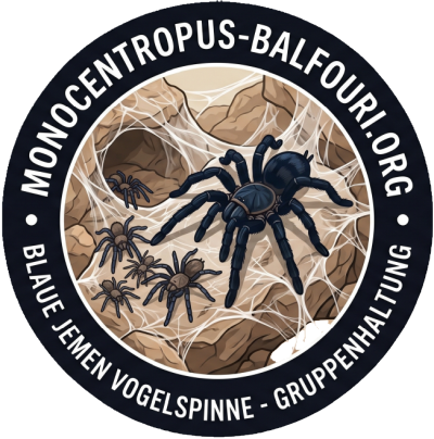 Monocentropus balfouri - blaue Jemen Vogelspinnen