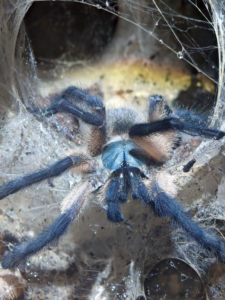 Monocentropus balfouri Vogelspinne 2026