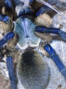 Monocentropus balfouri 2026