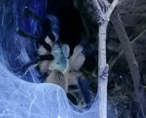 Monocentropus balfouri Gruppe