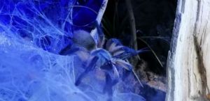 Blaue Jemen Vogelspinne spaziert auf ihrem Netz 0.0.1 von 0.0.8