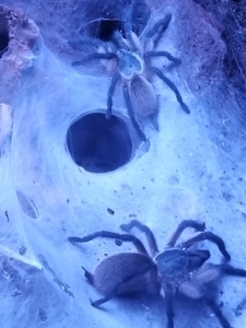 Die Blaue Jemen-Vogelspinne ist eine Spinne aus der Familie der Vogelspinnen