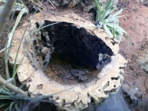 Gruppenhaltung Monocentropus balfouri Vogelspinnen