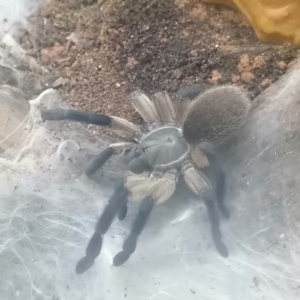Monocentropus balfouri Vogelspinne