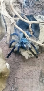 Monocentropus balfouri 0.1