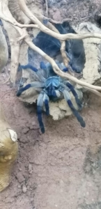 Monocentropus balfouri 2020