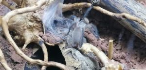 Monocentropus balfouri Vogelspinne 0.0.1