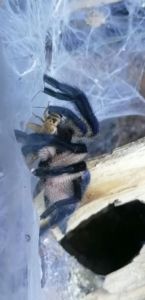 Monocentropus balfouri Vogelspinne mit Heimchen