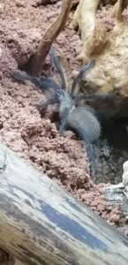 Blaue Jemen Vogelspinne 0.0.1