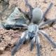 monocentropus balfouri