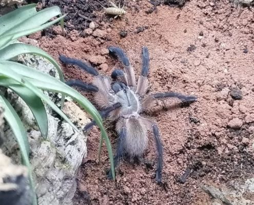 Monocentrops balfouri Vogelspinne mit Heimchen