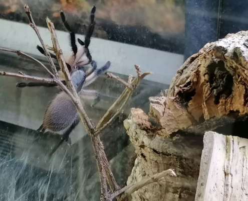 Monocentropus balfouri 0.0.1 von 0.0.8 Gruppenhaltung