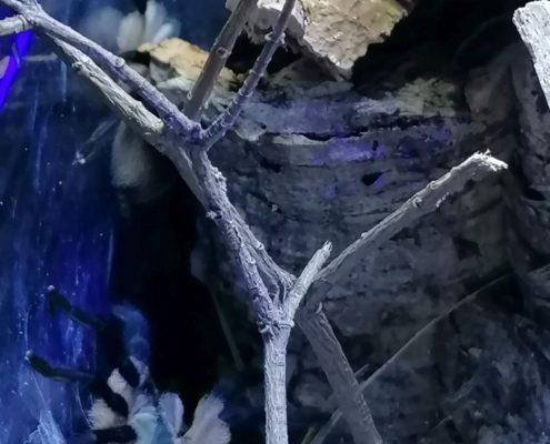 Monocentropus balfouri 0.0.3 von 0.0.8