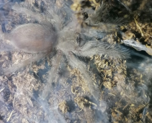 Monocentropus balfouri