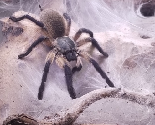Monocentropus balfouri Weibchen