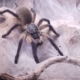 Monocentropus balfouri Weibchen