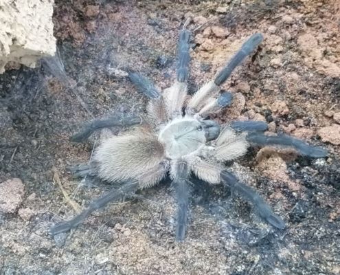 Monocentropus balfouri 3cm 0.0.1
