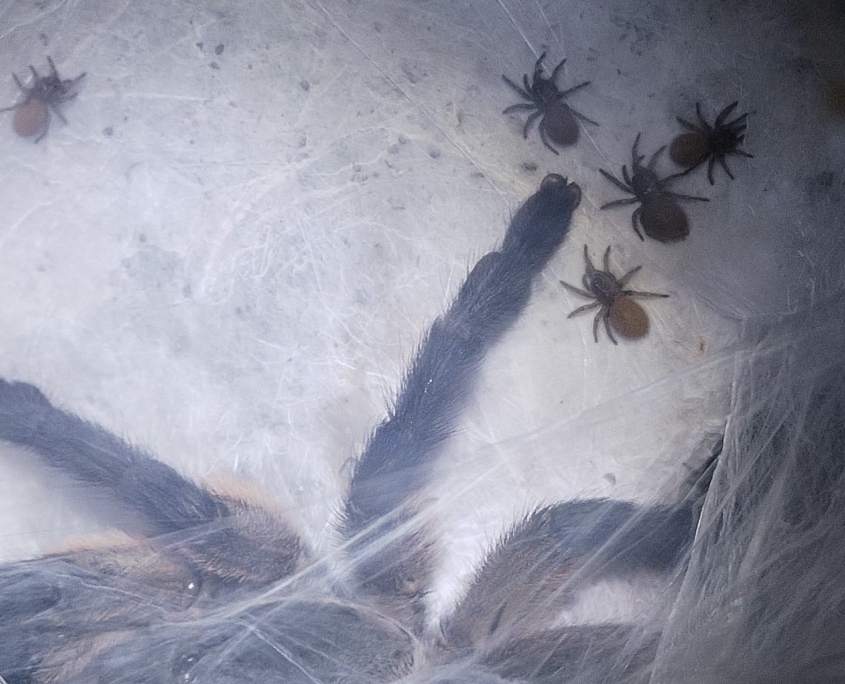 monocentropus-balfouri-nachwuchs