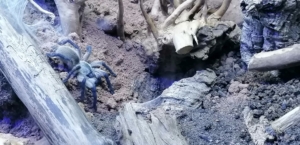 Monocentropus balfouri blaue Jemen Vogelspinne