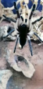 Monocentropus balfouri | Blaue Jemen Vogelspinne Fresshaut7