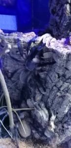 Monocentropus balfouri | Blaue Jemen Vogelspinne macht auf Bergsteiger