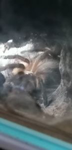 Monocentropus balfouri Blick in die Wohnröhre