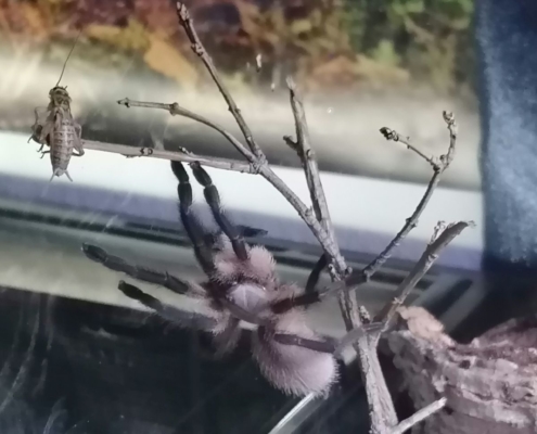 Monocentropus balfouri jagt Heimchen