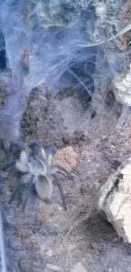 Monocentropus balfouri kehrt nach Hause zurück