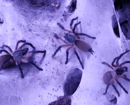 Monocentropus balfouri Nachwuchs 12