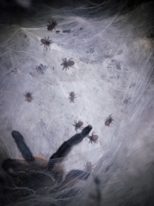 Monocentropus balfouri Nachwuchs