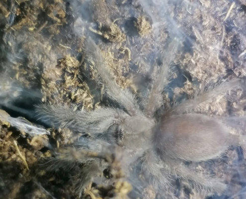 Monocentropus balfouri Nachwuchs