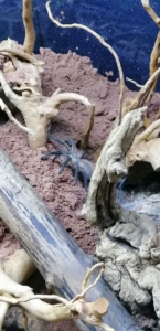 Monocentropus balfouri spaziert im Terrarium