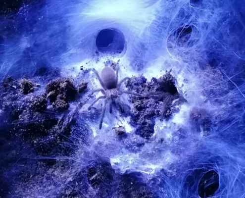 Monocentropus balfouri Spiderling