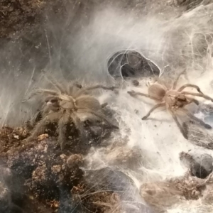 Monocentropus balfouri Spiderlinge