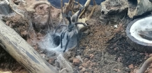 Monocentropus balfouri Vogelspinne
