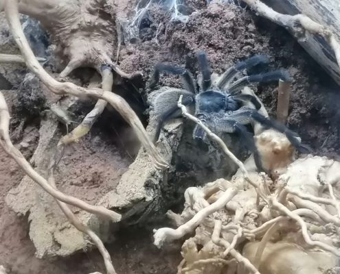 Monocentropus balfouri Vogelspinne