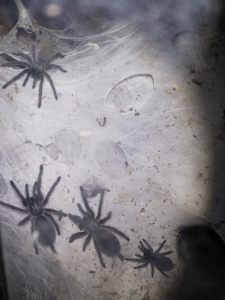 Monocentropus balfouri Vogelspinnen 2020-01