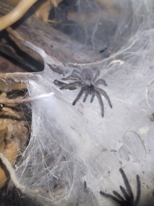 Monocentropus balfouri Vogelspinnen 2020-02