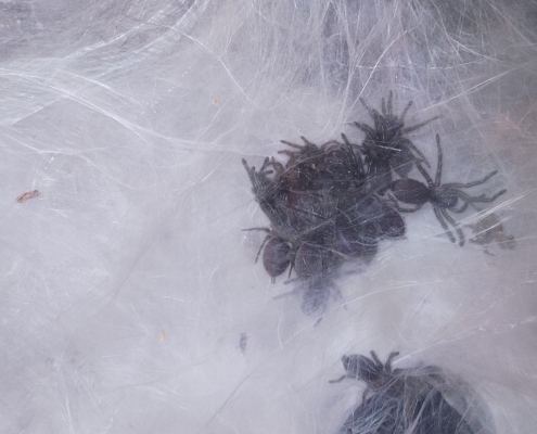 Monocentropus balfouri Vogelspinnen 2021-222