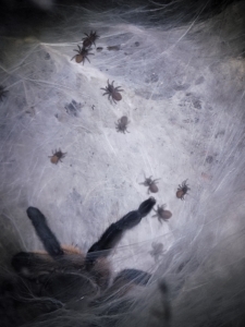 Monocentropus balfouri Vogelspinnen 2021-228